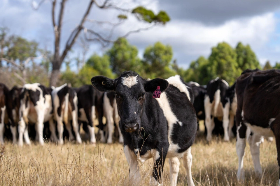 Farm Insurance Tasmania 1